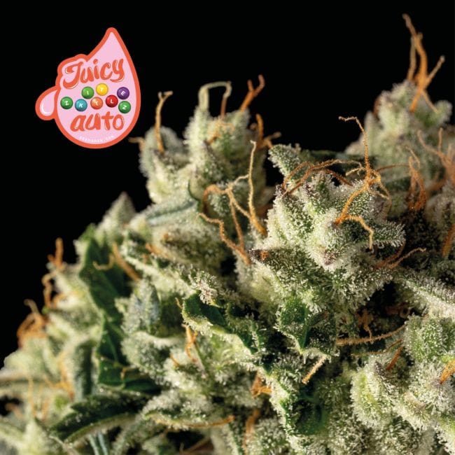 Juicy Zkittlez Auto Feminised Seeds-SMAN-JUZK-AUTO-FEM