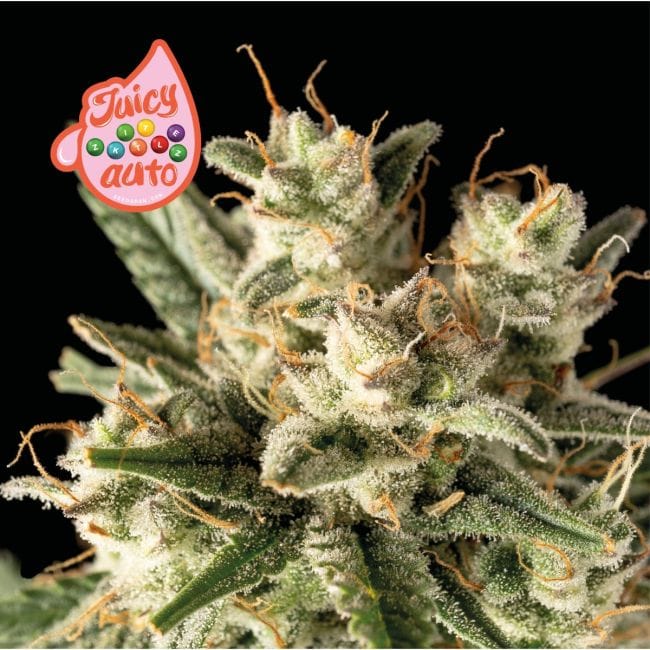 Juicy Zkittlez Auto Feminized Seeds-SMAN-JUZK-AUTO-FEM
