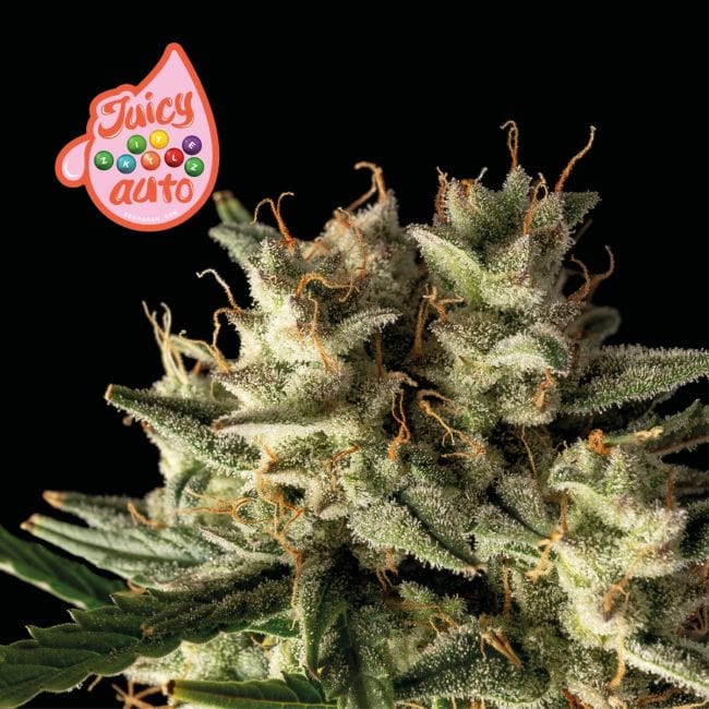 Juicy Zkittlez Auto Feminised Seeds-SMAN-JUZK-AUTO-FEM