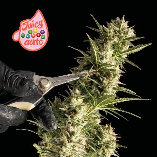 Juicy Zkittlez Auto Feminised Seeds-SMAN-JUZK-AUTO-FEM