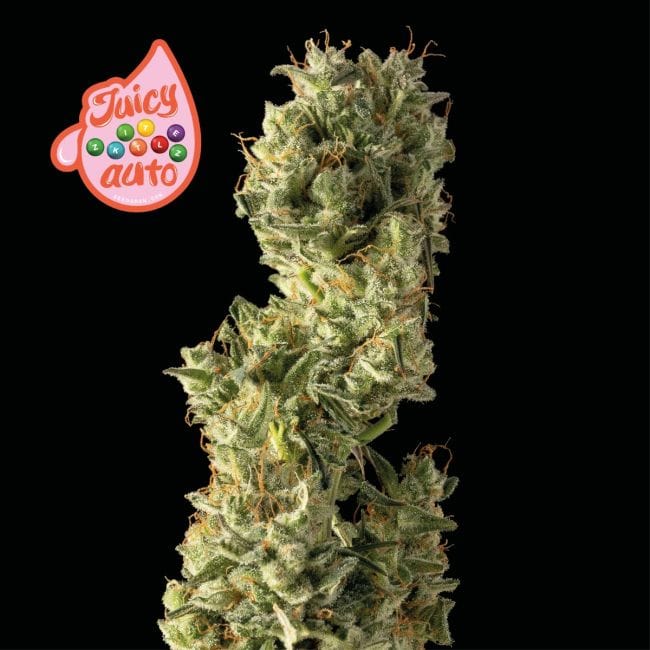 Juicy Zkittlez Auto Feminised Seeds-SMAN-JUZK-AUTO-FEM