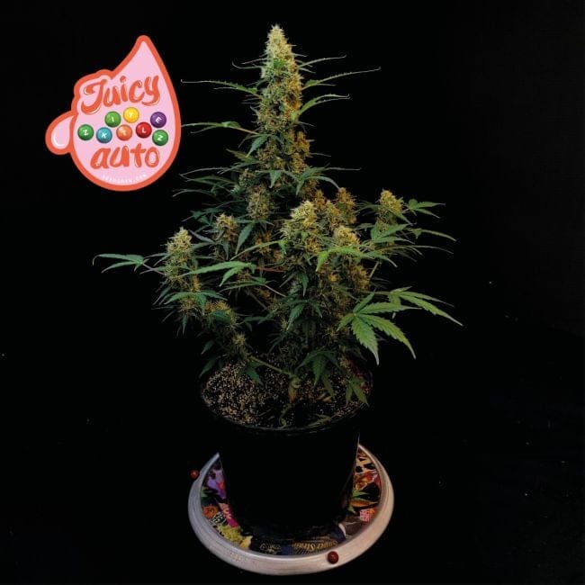 Juicy Zkittlez Auto Feminised Seeds-SMAN-JUZK-AUTO-FEM