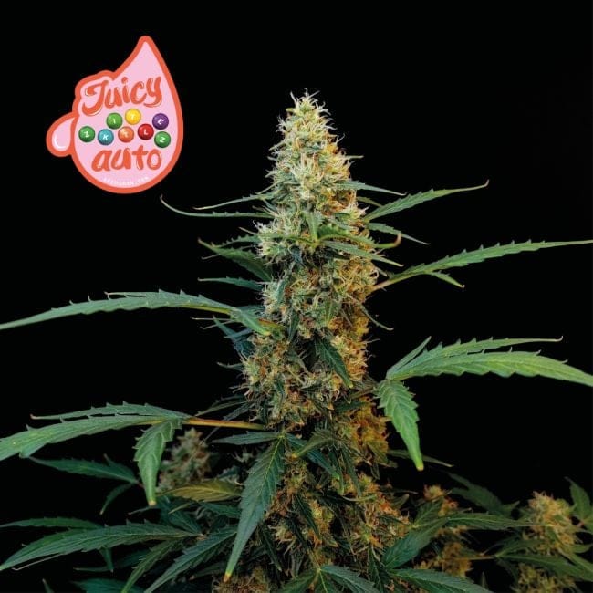 Juicy Zkittlez Auto Feminized Seeds-SMAN-JUZK-AUTO-FEM