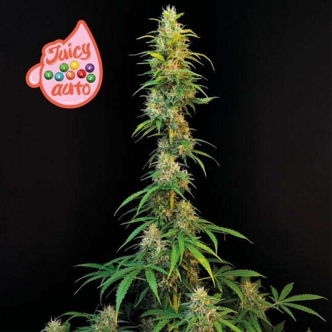 Juicy Zkittlez Auto Feminised Seeds-SMAN-JUZK-AUTO-FEM