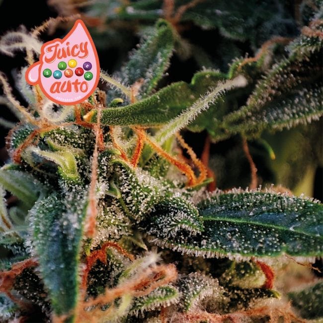 Juicy Zkittlez Auto Feminized Seeds-SMAN-JUZK-AUTO-FEM