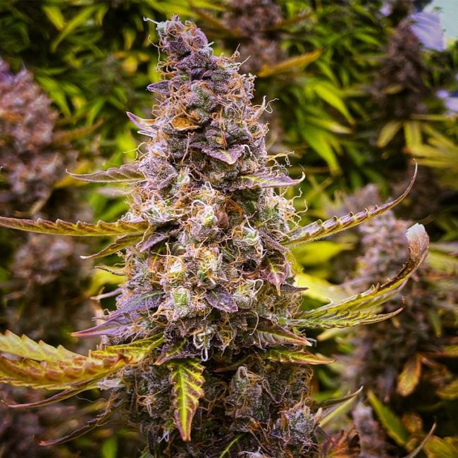 Juicy Zkittlez Auto Feminised Seeds-SMAN-JUZK-AUTO-FEM