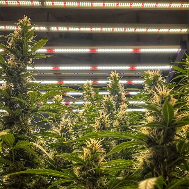 Juicy Zkittlez Auto Feminised Seeds-SMAN-JUZK-AUTO-FEM