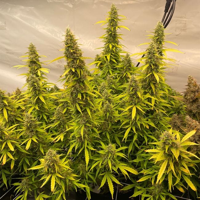 Juicy Zkittlez Auto Feminised Seeds-SMAN-JUZK-AUTO-FEM