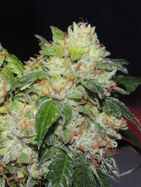 White Beelze Bubba Regular Seeds - 12-KARMA-WBLZB-REG-12