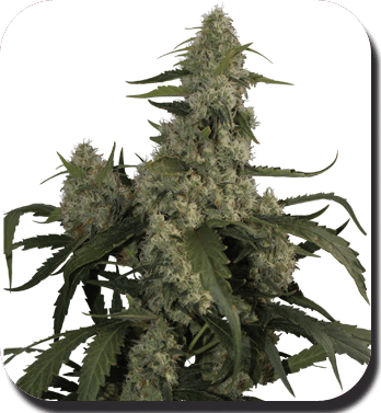 Quasar Feminised Seeds - 5-BS-SBSF050001-F5