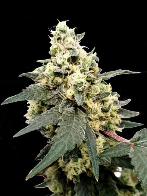 Lemonade Auto Feminised Seeds-PARA-LEM-AUTO-FEM