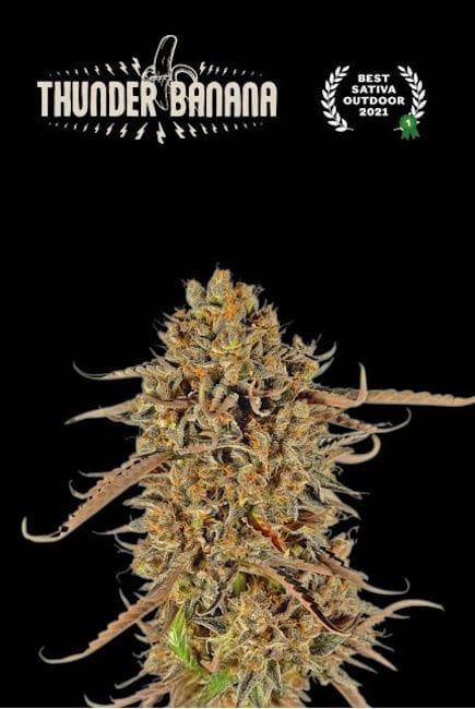 Thunder Banana Feminised Seeds-SEST-THBA-FEM
