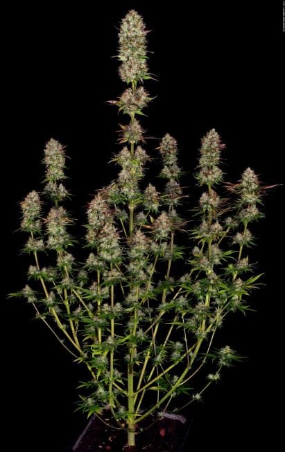 Apricot Candy Feminised Seeds-PARA-AC-FEM