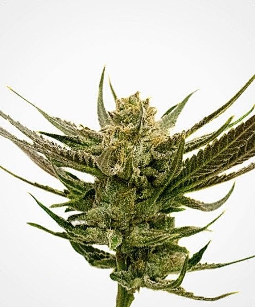 California Orange Feminised Seeds (formerly Orange Skunk)-EXP-ORSK-Fem