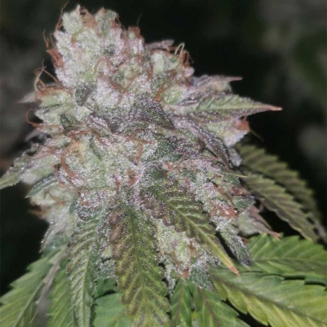 Runtzosa Feminised Seeds - 5-PF-022-F5