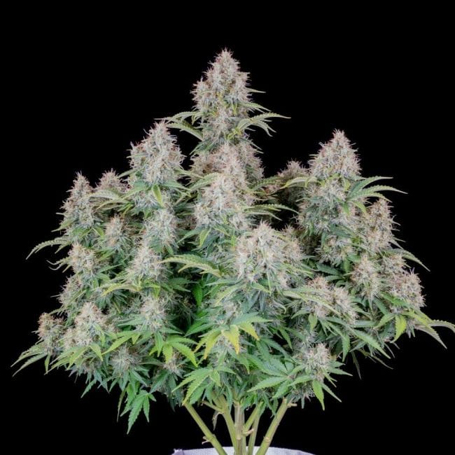 Original Cinderella Auto Feminised Seeds-FB-CIND-AUTO-FEM