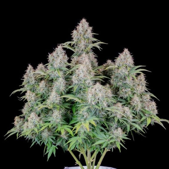 Original Cinderella Auto Feminised Seeds-FB-CIND-AUTO-FEM