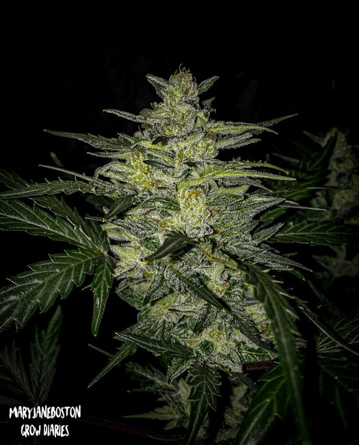 Skylar White Auto Feminised Seeds-MEPH-SKYL-AUTO-Fem