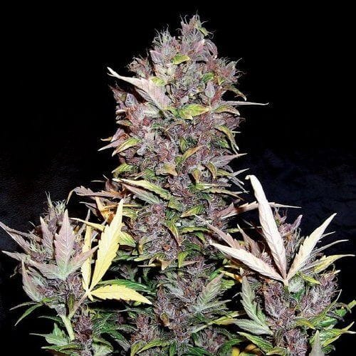 Purple Ryder Auto Feminised Seeds-DRCH-PURP-AUTO-FEM