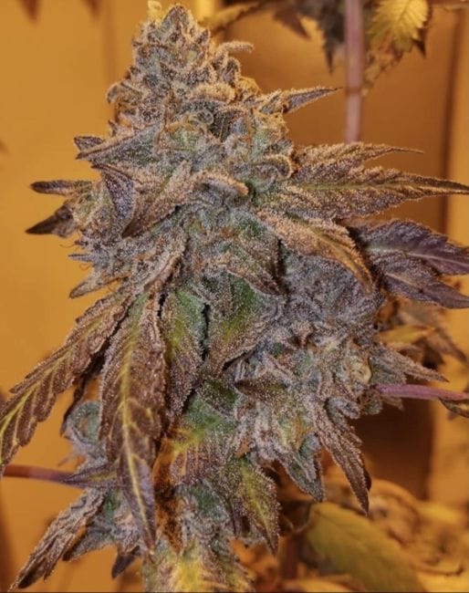 Purple #40 Feminised Seeds - 3-PCG-P40-FEM-3