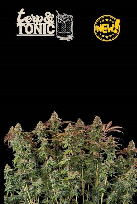 Terp & Tonic Auto Feminised Seeds-SEST-TETO-AUTO-FEM