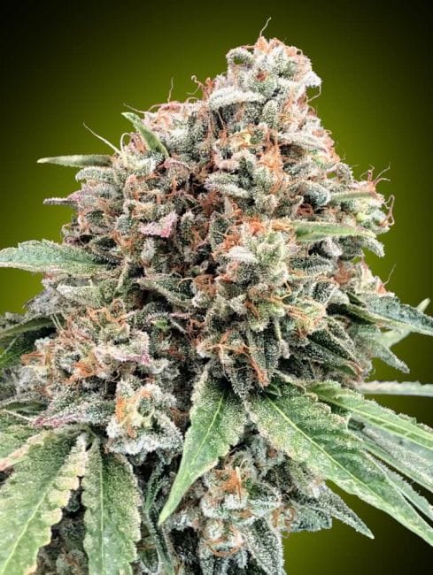 Sweet Critical 2.0 Feminised Seeds-00S-SWC2-FEM