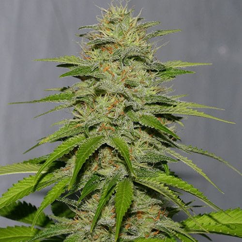 Victory Kush Regular Seeds - 10-ALPVK-REG