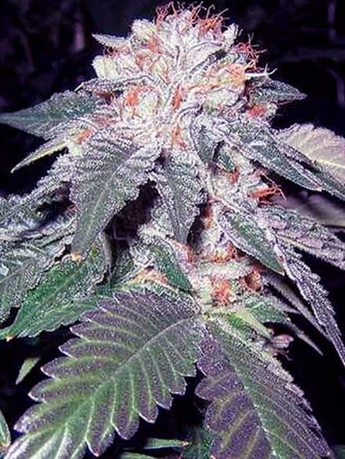 Julius Caesar Feminised Seeds - 6-CC-009-F6