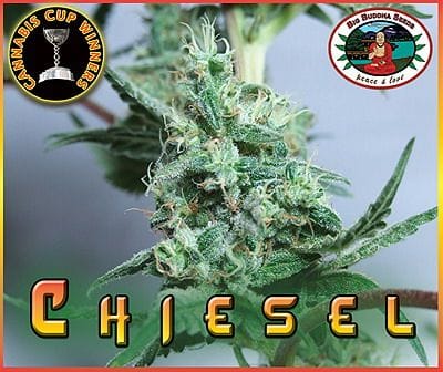 Chiesel Feminised Seeds-chiesel