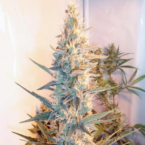 Outdoor Grapefruit Feminised Seeds-female-outdoorgrapefruit