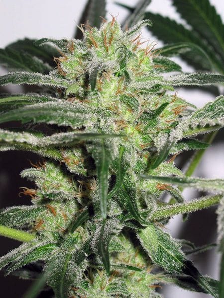 Ice Feminised Seeds-ice