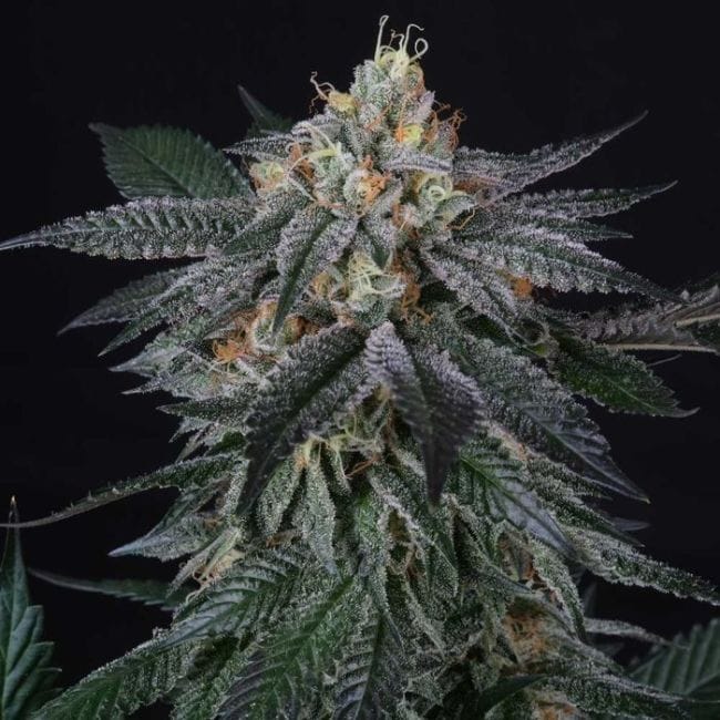 Zaizai Feminised Seeds - 6-PTS-ZZ-FEM-6
