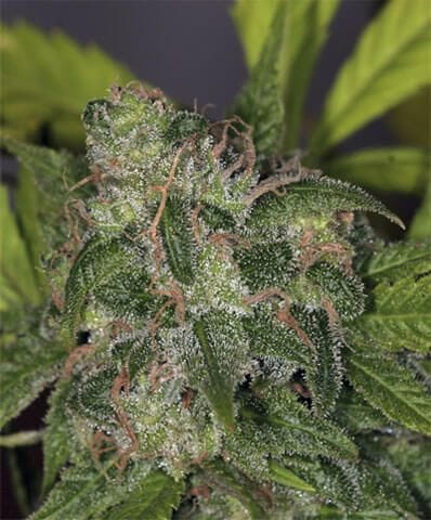 Zero - Gravity Regular Seeds - 10-THS-S019