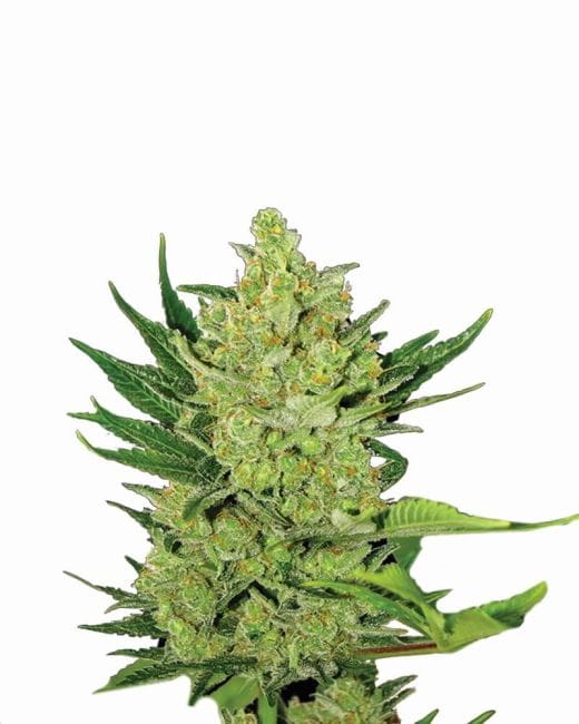 Big Bud Auto Feminised Seeds - 5-NV-BIGBUD-AUTO