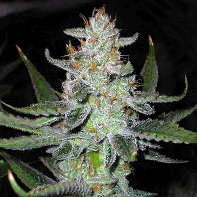 UK Chem Regular Seeds - 11-CG-002