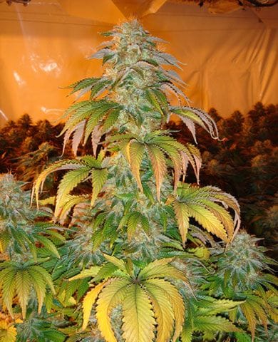Spoetnik #1 Feminised Seeds-spoetnik