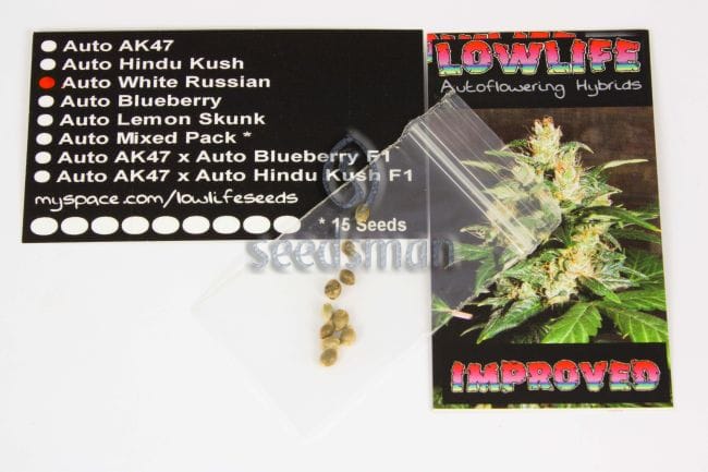 White Moscow Auto Regular Seeds-LLAWR