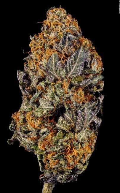 Tangerine Sorbet Feminised Seeds-PARA-TS-FEM