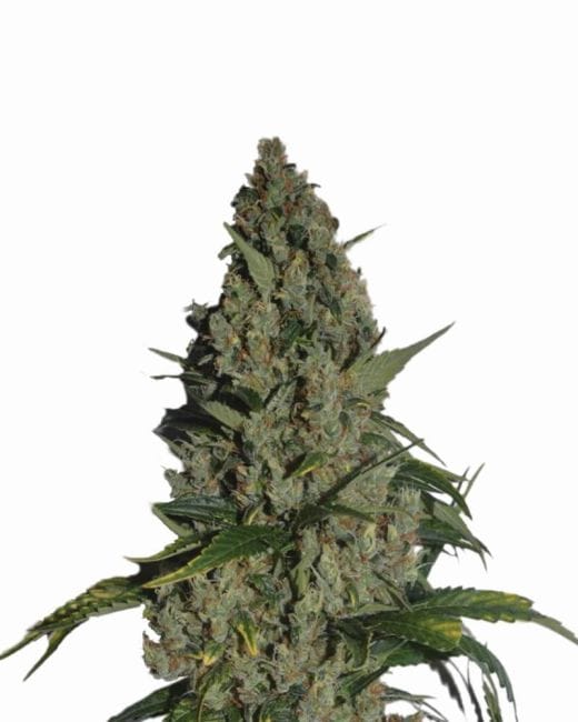 Amnesia Feminised Seeds - 5-NV-AMN