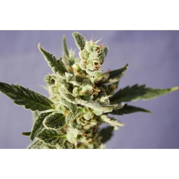 Valentine's Auto-flowering Cannabis Seeds Collection-VALENTINE-AUTO