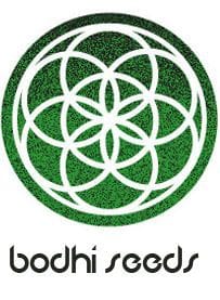 Wish Mountain Regular Seeds - 11-BODH-WISHM-REG