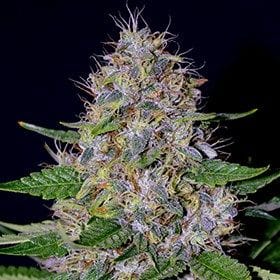 Apple Crumble Feminised Seeds - 5-G13L-APCR-FEM-5