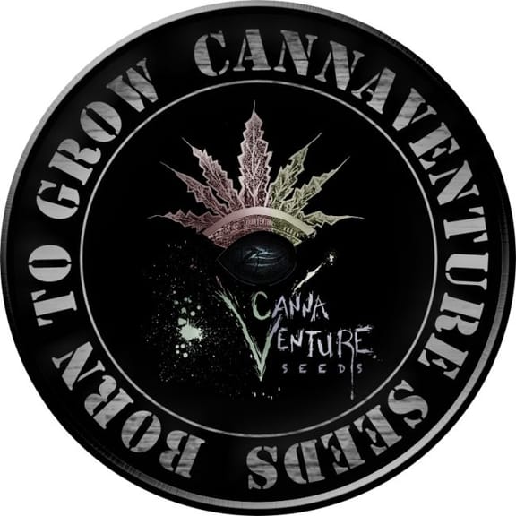 Urkle Berry II Regular Seeds-CANVEN-UR-10-REG