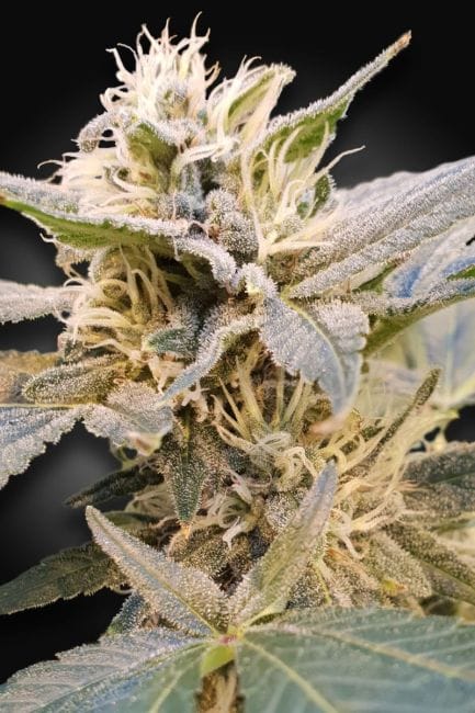 Delight CBD Feminised Seeds (CBDelight‚Ñ¢)-PARA-DEL-CBD-FEM