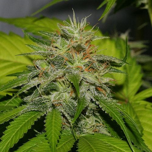 Victory Kush Regular Seeds - 10-ALPVK-REG