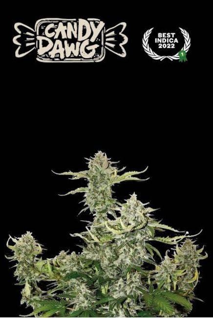 Candy Dawg Auto Feminised Seeds-SEST-CADA-AUTO-FEM
