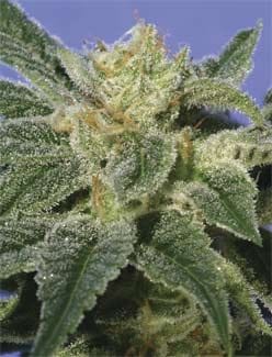Kushage Feminised Seeds-THS-S029