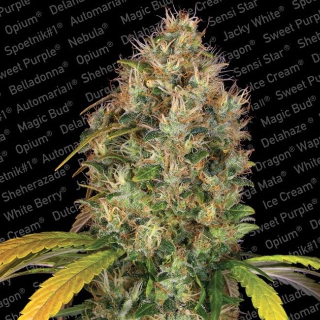 Dutch Kush Feminised Seeds-PARA-1061