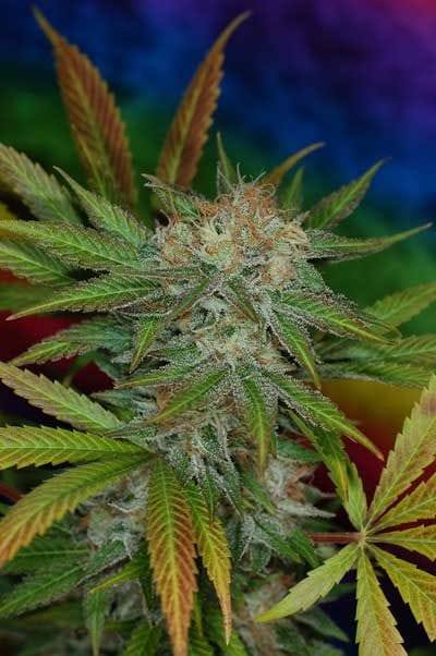 Jillybean Regular Seeds-TGA-JBN