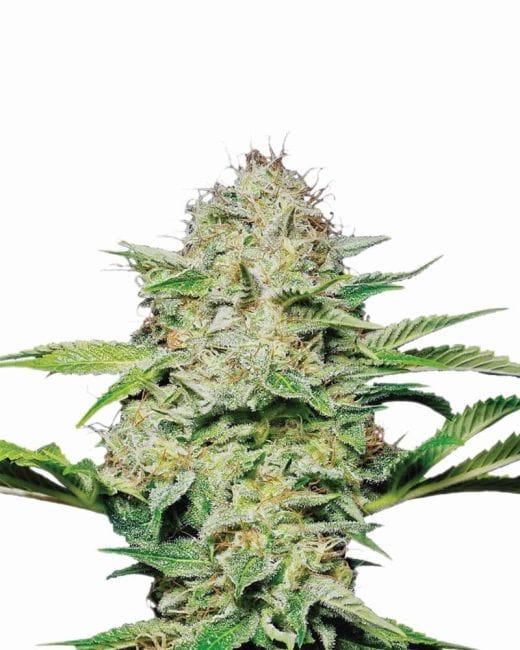 Hindu Kush Feminised Seeds - 5-NV-HINK